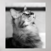 Black And White Photograph Maine Coon Kitten Posters