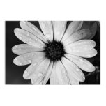 Black and White