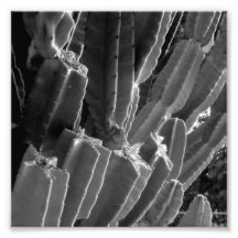 Black and White Photography Series - Cactus 1