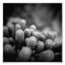 Black and White Photography Series - Cactus 2