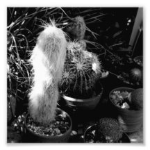 Black and White Photography Series - Cactus 3