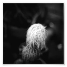 Black and White Photography Series - Cactus 4