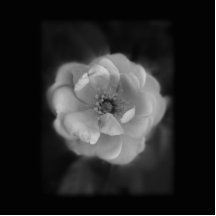 Black and White Rose. Acrylic Cut Out