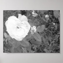 black and white rose print