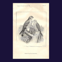 Black-and-White Sparrow Hawks posters