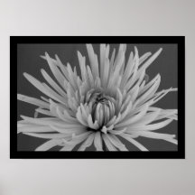 Black and White Spider Mum Posters