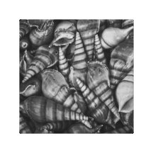 Black and White Spiral Seashells Photo Canvas Print