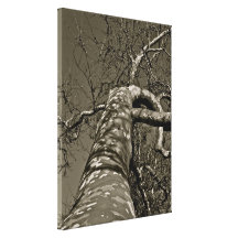 Black and white spotted tree on canvas gallery wrap canvas