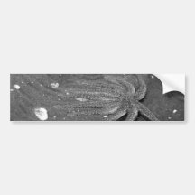 Black and White Starfish Escape Bumper Stickers
