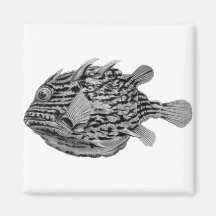 Black and White Striped Cowfish Fridge Magnet