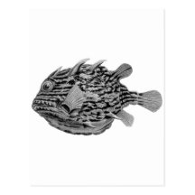 Black and White Striped Cowfish Postcard