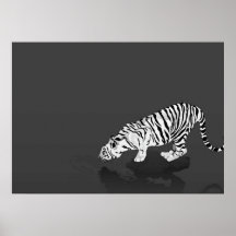 Black and White Tiger Poster
