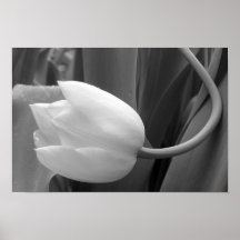 Black and White Tulip Posters