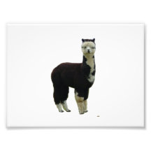 Black and White Tuxedo Alpaca Photographic Print