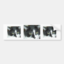 Black and White Tuxedo Cat Bumper Sticker
