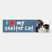 Black and White Tuxedo Cat Bumper Stickers/Decals