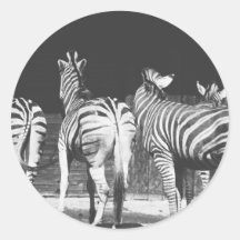 Black and White Zebra Photograph Stickers