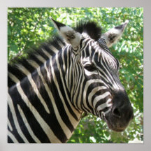 Black and White Zebra Poster