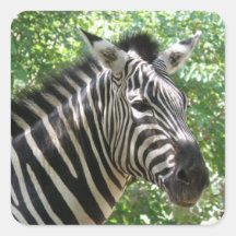 Black and White Zebra Stickers