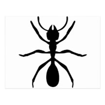 black ant post card