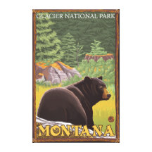 Black Bear in Forest - Glacier National Park, MT Gallery Wrap Canvas
