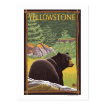 Black Bear in Forest - Yellowstone National Park Postcards