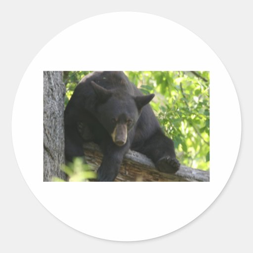 black bear round sticker