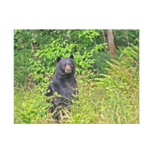 Black Bear Standing Up Gallery Wrapped Canvas