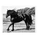 Black Beauty Horse Custom Announcements