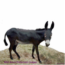 Black Burro Photosculpture Photo Sculpture