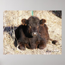 Black Calf 1 Poster