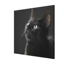 Black cat against black background, close-up stretched canvas print