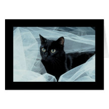 Black Cat All Occasion Card