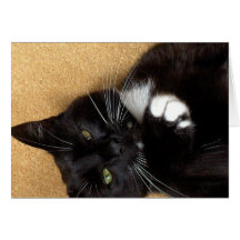 Black Cat Blank Card