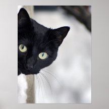 Black Cat print