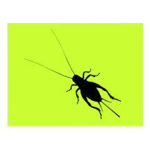 Black Cricket Postcard