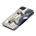 Black Crowned Crane iPhone 4 Case