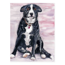 'Black Dog' Postcard