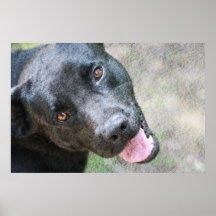 Black Dog Poster