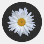 Black French Script & Daisy- Sticker