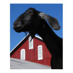 Animal Posters