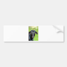 Black goat bumper sticker
