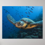 Black (Green) Turtle (Chelonia agassizi) off Posters