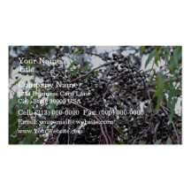 Black Gum nuts with its branches Business Card