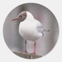 Black Headed gull stickers