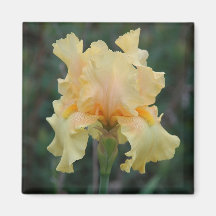 Black Hills Gold Refrigerator Magnets