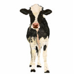 Black & Ivory Cow Sculpture photo sculptures