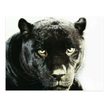 Black Jaguar Panther Postcards