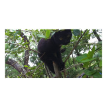 Black Kitty in a Tree Custom Photo Card