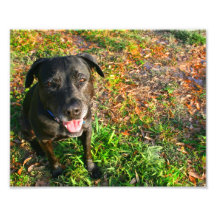 Black Lab on Left Grass on right picture Photograph